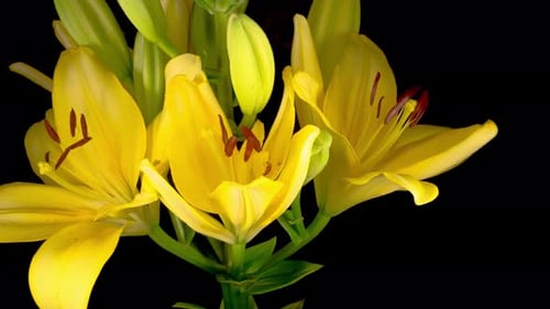 Time Lapse of Yellow Lily Flower Blossoms
