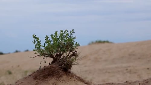 Buisson vert dans le sable avec ciel épique, croissance du désert