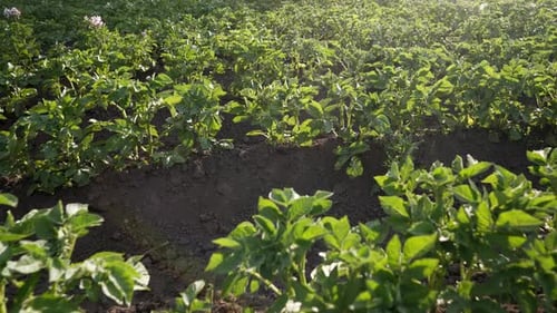 Potato Plants Bushes Growing in Rows on Farm Vegetable Field