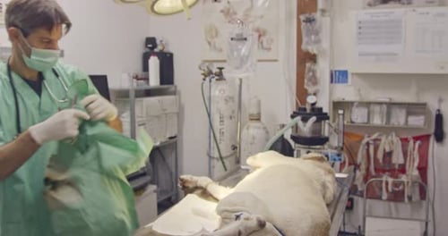 Veterinary surgery - Veterinarian operating a white dog in a pet clinic