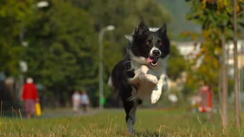 Border collie dog running, Ultra Slow Motion