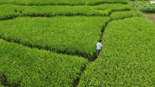 Someone walking around the rice plant
