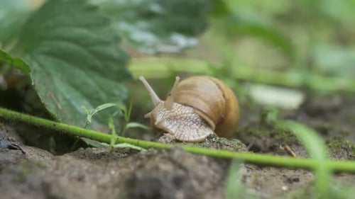 Snail