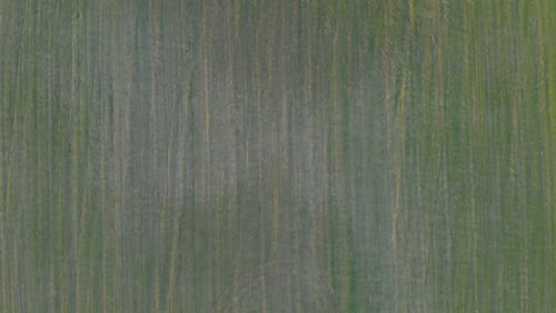 Vue de dessus sur le champ vert