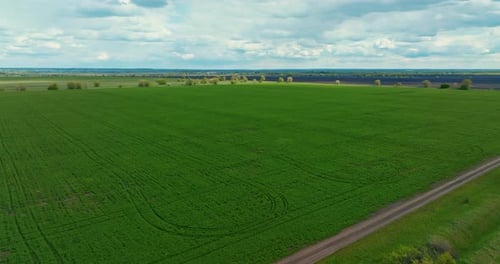 Beautiful Green Farmland with Growing Agricultural Crops View From Drone in Summer Day Prores