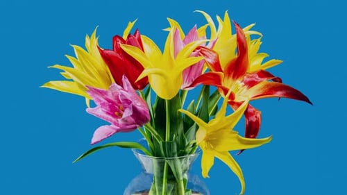 Bright Colorful Tulips Blooming in a Vase