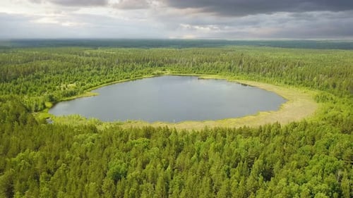 Lake In The Forest