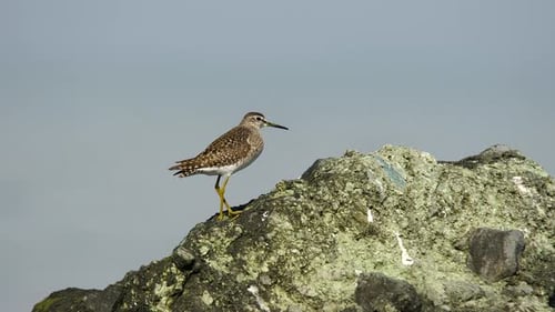 Wood Sandpiper