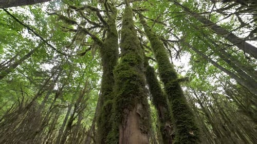 Damp Forest
