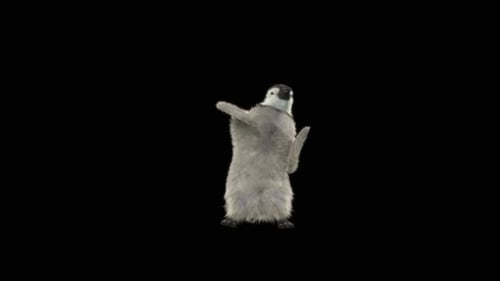 Animated Realistic Baby Penguin Walking and Waving on Black Background
