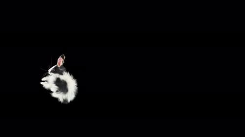 Animated Black and White Rabbit Hopping and Running