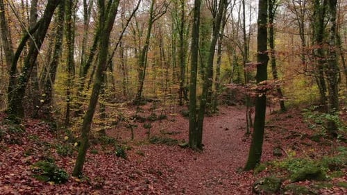 Im Herbst bewegen Sie sich im Buchenbaumfeld