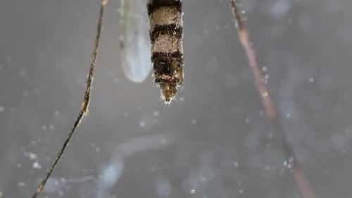Mosquito Analysis