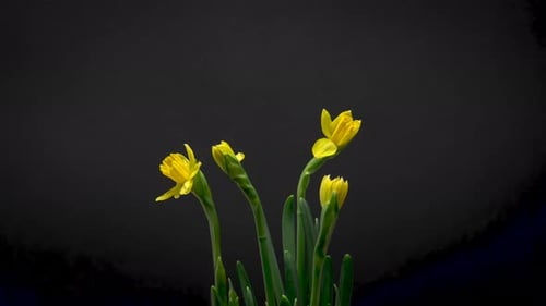 Daffodils Blooming in Time Lapse, Spring Flowers