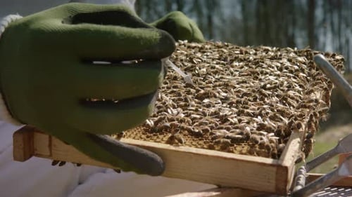 APICULTURA - El apicultor marca a la abeja reina en un marco de colmena, cámara lenta