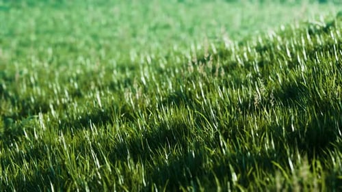 Grünes frisches Gras als schöner Hintergrund