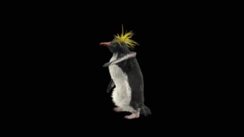 Macaroni Penguin Walking Animation with Alpha Channel
