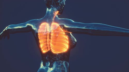 3D Animation of Human Lungs Breathing in Transparent Body