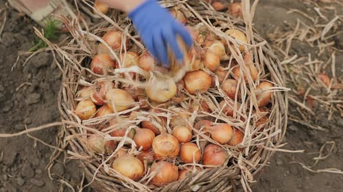 Onion Heads Are Quickly Placed in a Wicker Basket