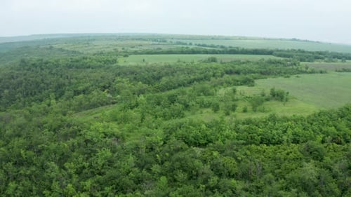 Aerial Drone Shot of Dense Forest and Other Wilderness