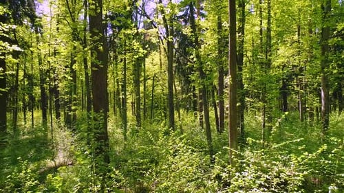 Flying Between the Trees in the Spring Forest