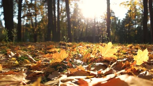 Park in the Sunlight with Autumn Leaves