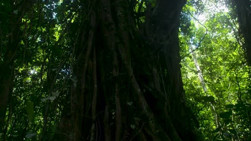 Forest Vine covered Trees