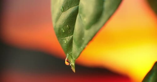 Macro Slow Motion a Dewdrop Runs Down the Green Leaf of a Plant Against the Background of the