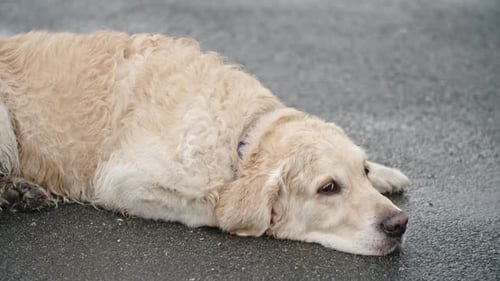 Gehorsamer Golden Retriever Hund
