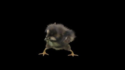 Animated Fluffy Chick Dancing Loop