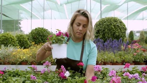Blonde Gardener Working with Geranium Plants in Greenhouse
