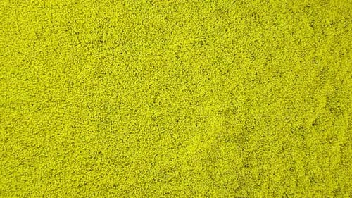 Aerial View of Yellow Canola Field. Blossoming Rapeseed Field with Strips of Bright Yellow Rape