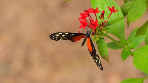 Schmetterling