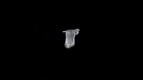 White Owl With Golden Lantern - Flying Around In Loop - Alpha Channel