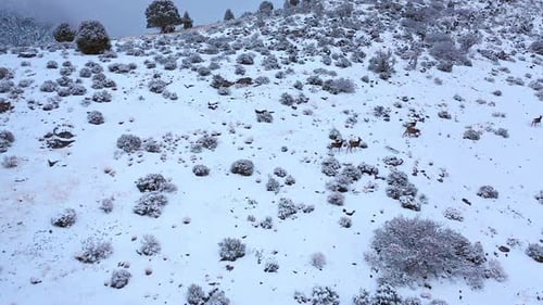 Aerial view of deer walking on mountain side in the snow