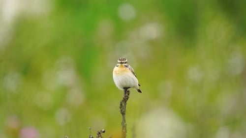 Europäischer Stonechat