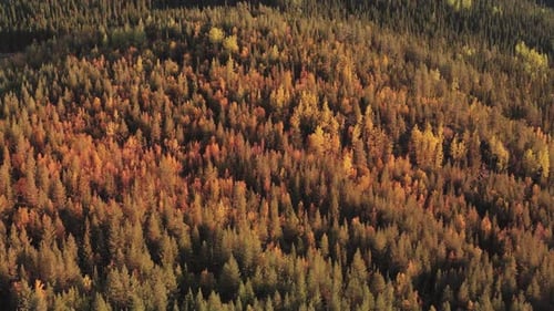 Colorful Forest Aerial