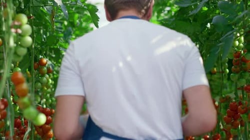 Tomato Farmer Inspecting Crops in Lush Greenhouse