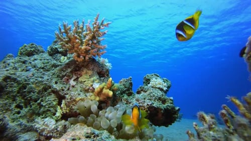 Underwater Sea Tropical Clownfish