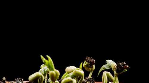 Mung beans germination on black background