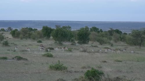 Gazelles Grazing Peacefully in a Grassy Field