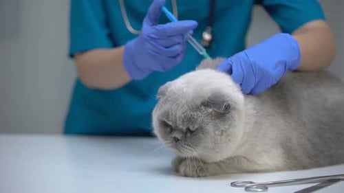 Vet Giving Injection to a Gray Cat