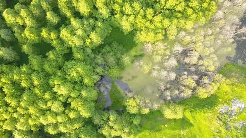 Nature Lake From Above