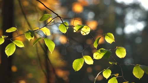 Sunlit Leaves Glowing in the Forest