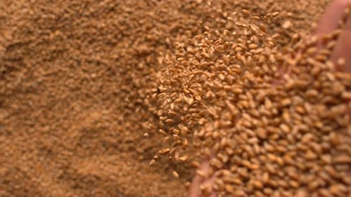 Pouring Harvested Wheat Grain Over Rural Field
