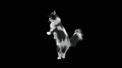 Katze tanzt HD