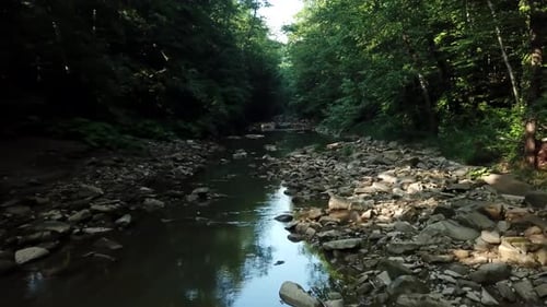 Aerial Flying Between Trees in Forest Under River on Sunny Day