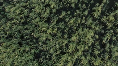 Aerial View of Green Reeds Swaying in the Wind