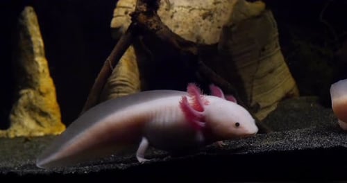Captivating Axolotl Resting on Tank Bottom
