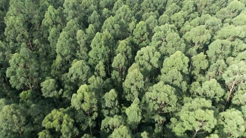 Tropischer Wald Luftbild